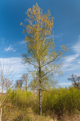 Obraz premium A flowering birch on a sunny day in spring