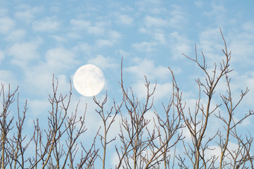 close up of beautiful blue sky and white clouds and the moon with branches of tree without leaves.