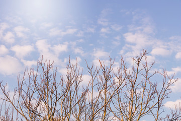 Obraz premium close up of beautiful blue sky and white clouds with branches of tree without leaves.