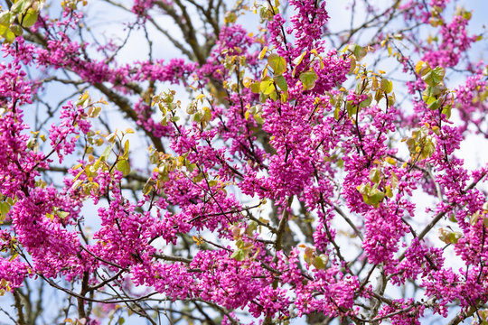 Bloomed pink flowers on a tree branches. Spring sunny day.