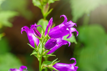 Campanula persicifolia, the peach-leaved bellflower