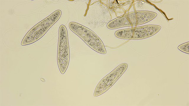 infusoria Param&eacute;cium caud&aacute;tum under microscope, class Oligohymenophorea, order Peniculida, family Parameciidae, lives in fresh water, feeds on decaying organic matter and can be found in an aquarium