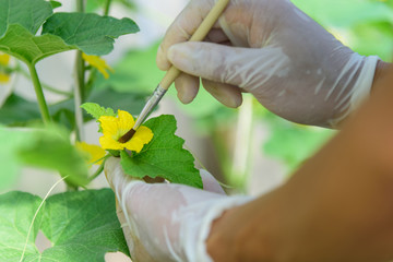 Use paintbrush for Pollinate of Melon flower in green house