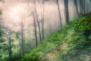 Mystical forest on a mountainside in heavy fog.