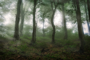 Mystical forest in heavy fog.