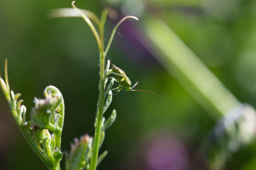 small green insect on a blade of grass
