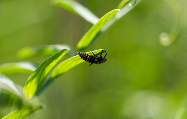 Larvae from a lady bug