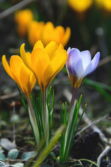 Flowering crocuses with purple and yellow petals (Spring Crocus). Crocuses are the first spring flowers that bloom in early spring.