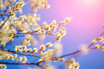 Blossoming willow in the early spring on a background of blue sky
