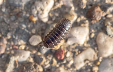 Rolly Polly on the driveway