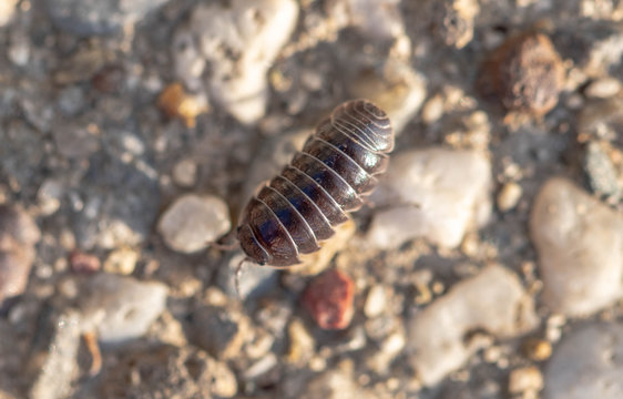 Rolly Polly on the driveway