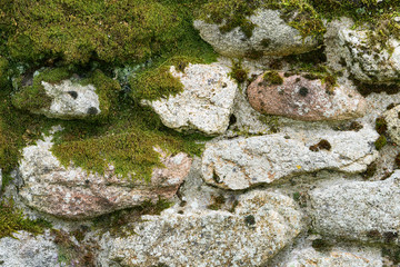 Moss texture, stones with moss background. 