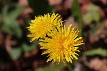 Blühende Blüten einer Butterblumen im Frühling 