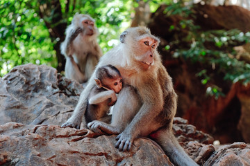 Fototapeta na wymiar Mother monkeys take care of baby monkeys