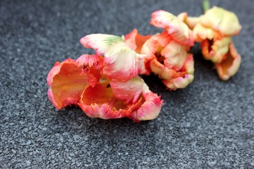 Three pink tulips on a gray stone background. Festive floral, for mother's day and Background for congratulations girls. Spring floral banner. 