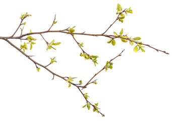 pear tree branch with young green leaves isolated on white background