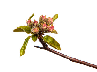 Obraz premium pear tree branch with young green leaves and blooming flowers isolated on white background