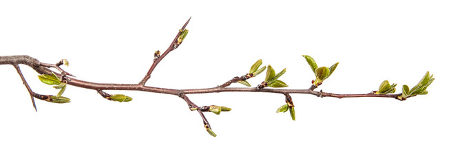 pear tree branch with young green leaves isolated on white background