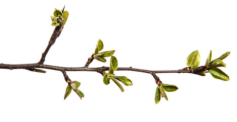 pear tree branch with young green leaves isolated on white background