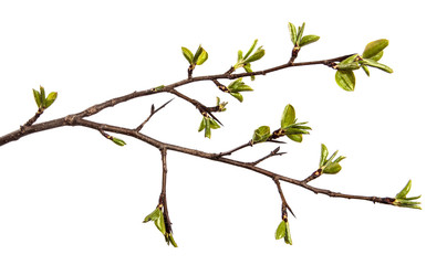pear tree branch with young green leaves isolated on white background