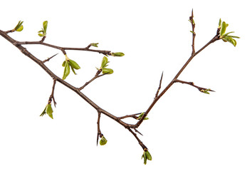 pear tree branch with young green leaves isolated on white background