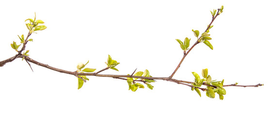 Obraz na płótnie Canvas pear tree branch with young green leaves isolated on white background