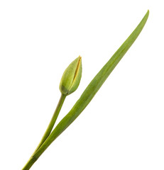 green unblown tulip bud isolated on white background