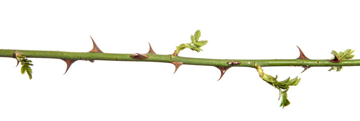 rosehip branch with thorns isolated on a white background