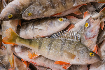 Fresh frozen fish. Perch. Many fish lie in a heap.