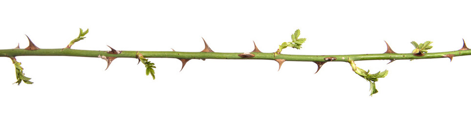 rosehip branch with thorns isolated on a white background