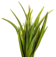 young green leaves on a white background