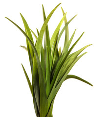 young green leaves on a white background