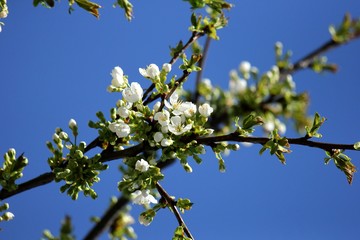 blossoming apple tree