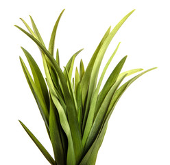 young green leaves on a white background