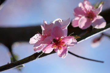 pink peach flower