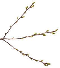 tree branch with small green leaves. isolated on white background