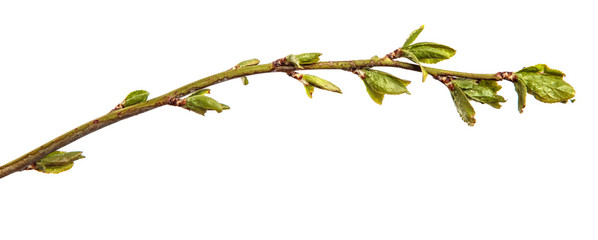 tree branch with small green leaves. isolated on white background