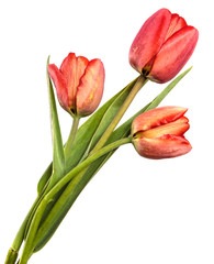 Fototapeta premium red tulip flower on a stem with leaves. isolated on white background
