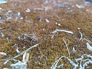 snow on the fence