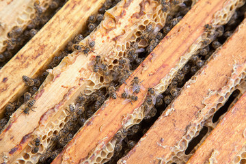 Close up view of the bees swarming on frames..