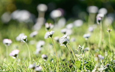 Little daisies in a backlit garden