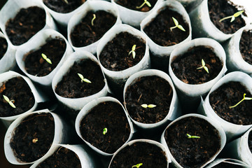 young Plant seedlings growing on fertile soil with fertilizer, baby plant Seedlings sprout. Tomato...