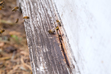 Swarming bees at the entrance of white beehive in apiary..