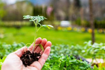 The young tomato seedling  ready to plant in the ground.