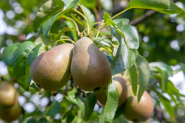 Shiny delicious pears hanging from a tree branch in the orchard..