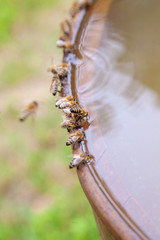 Bees drinking water in hot summer day..