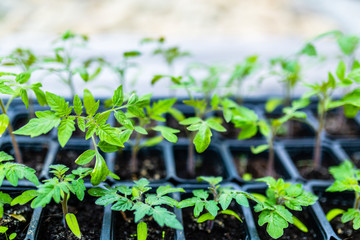 The young tomato seedling  ready to plant in the ground.
