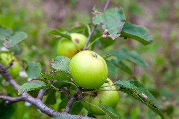 Shiny delicious green apples on a branch ready to be harvested in an apple orchard..