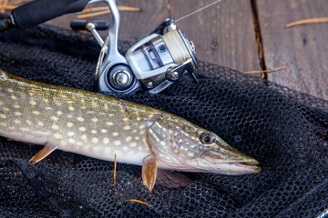 Freshwater pike and fishing equipment lies on landing net. Composition on wooden background with yellow leaves..