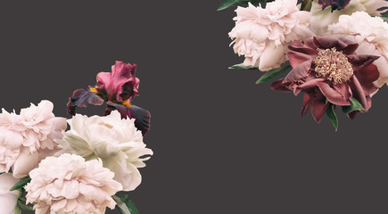 Cream peonies and maroon iris isolated on dark background. Border floral banner, cover header with copy space. Natural flowers wallpaper or greeting card.